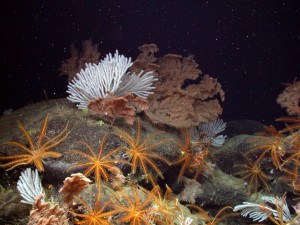 deep seabed